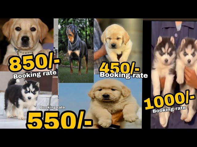 Cheapest Dog Market 2024🔥| Dog Wholesale Market | Dog Market In India | Biggest Pet Shop In India