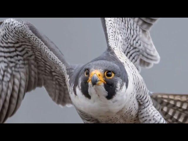 HAWK SOUND - Scare Birds Away with Natural Hawk Sounds” 🦅 - Sound effect mp3