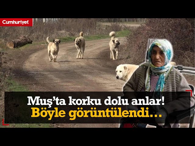 79 yaşındaki kadının korku dolu anları! Sokak köpeklerinin saldırısına uğradı, o anlar görüntülendi