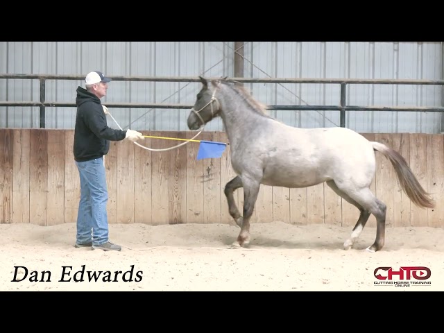 First Exercise You Should Do With A Young Horse, With Two Year Old Specialist Dan Edwards.