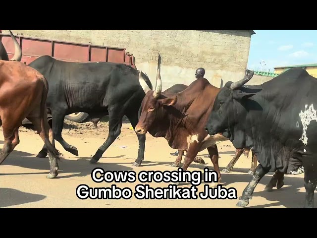 Juba South Sudan - Cows Crossing Road Gumbo Sherikat #juba #southsudan #nilotic #cows