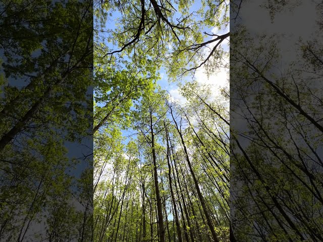 walking 🗺️ through a tree 🌳 forestry.