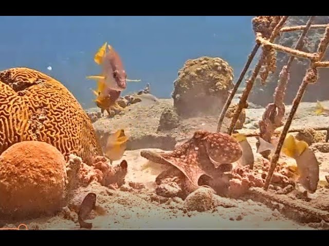 Harbour Village Bonaire Octopus Doesn’t Enjoy Being Bugged By Fish In The Morning