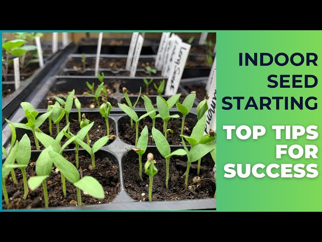 Indoor Seed Starting:  Top Tips For Success!