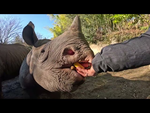 Rhino Toddler And Mom Munch On Crunchy Snacks