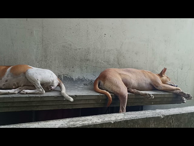 Dog and cat  loving sleeping videos /I love cat and Dog /funny dog cat