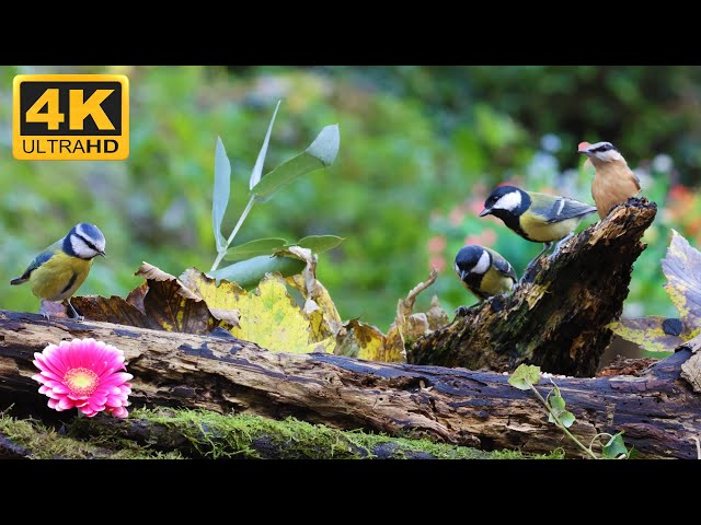 😺 A Squirrel and a lot of Ducks looking for food 🐦 Cat TV for Cats to Watch 😺 🐦 8 Hours 4K