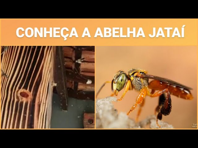 Conheça a abelha Jataí! Tetragonisca angustula #ASF  #ABELHASNATIVAS