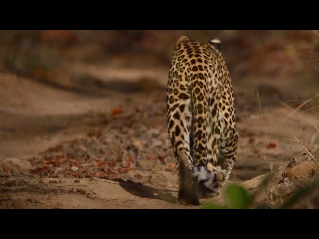 Leopard walking on road