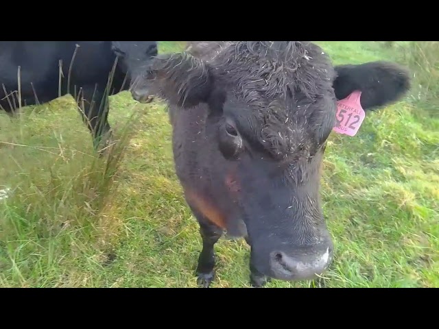 # farm with Angus steers. # 2501.