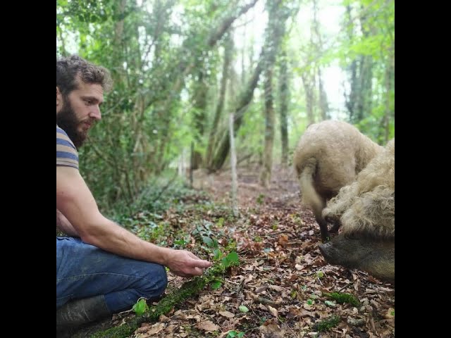 Farm Case Study 36: Curly Pigs, Fermanagh