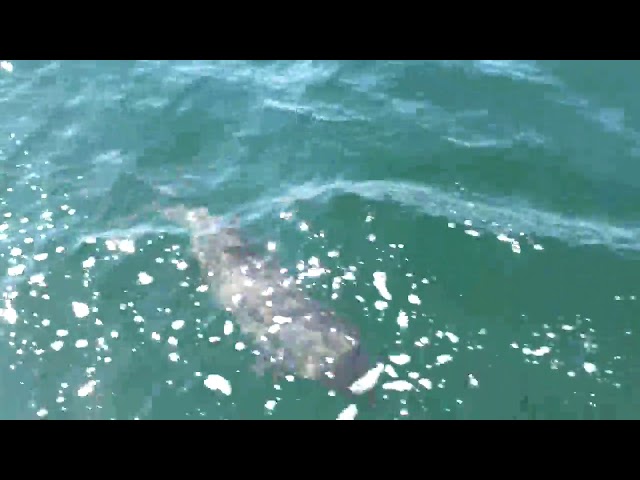 Schweinswale auf der Ostsee / Porpoises on the Baltic Sea