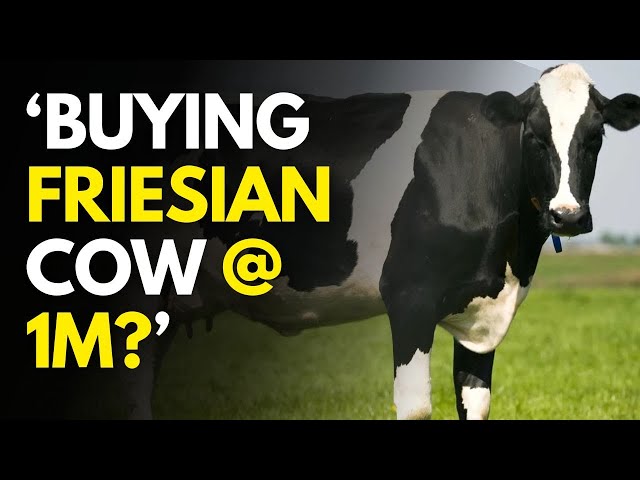 The True Cost of a Friesian Cow: Is it worth it?