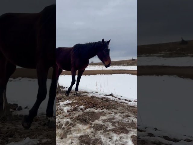 Majestic Horses Roam Freely in Winter Wonderland