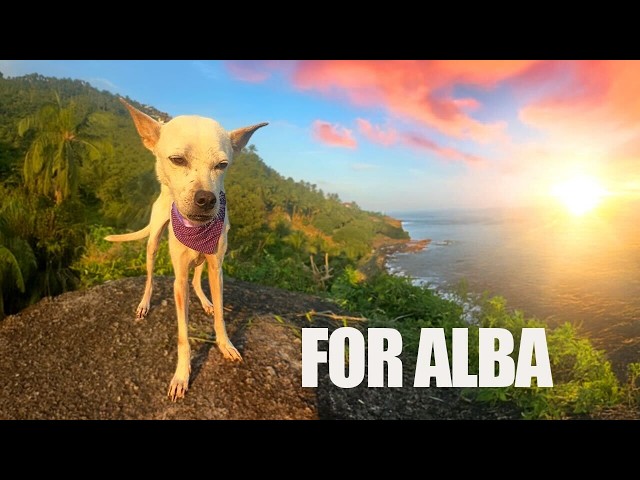 Dog's Unite At Sunrise For Alba The Thai Street Dog