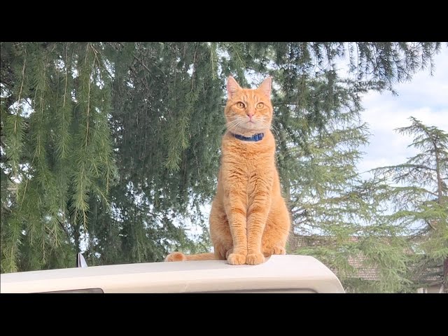 One of the best cat videos I've taken. A cat jumped on my car.