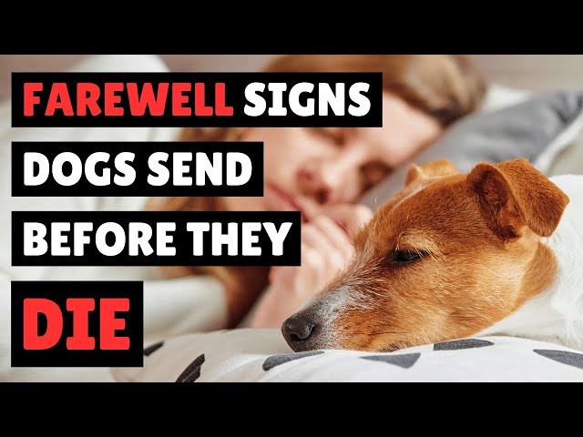 How to Know When It’s TIME... (Saying GOODBYE to Your Dog)