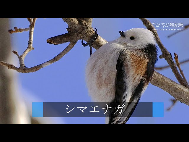 4K HDR Birds "White Long-tailed tit"