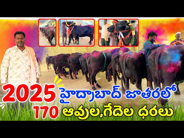 2025 హైద్రాబాద్ జాతరలో ఆవుల గేదెల ధరలు | 170 గేదెలు అమ్మబడును | Buffalo Festival 🐃