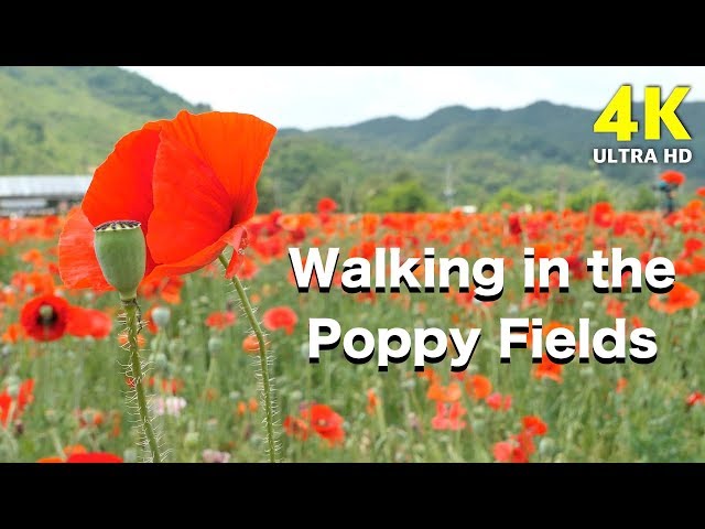 4K Walking in poppy fields | beautiful South Korea | Nature sound