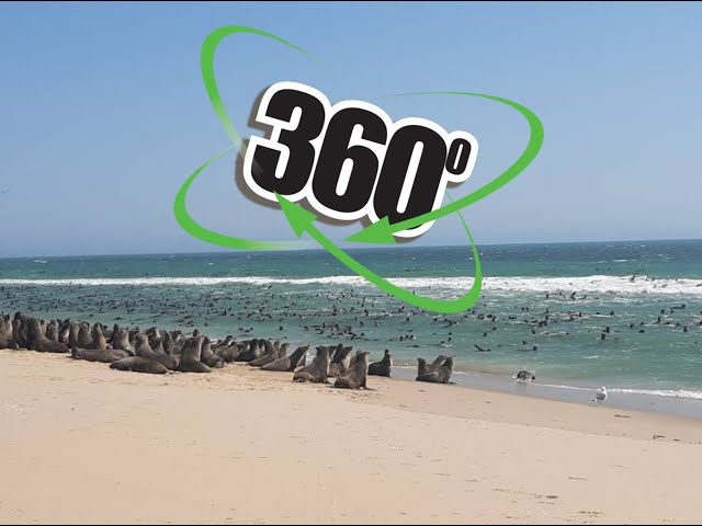 VR 360° Video - Seals on the Beach - Namibia, Africa