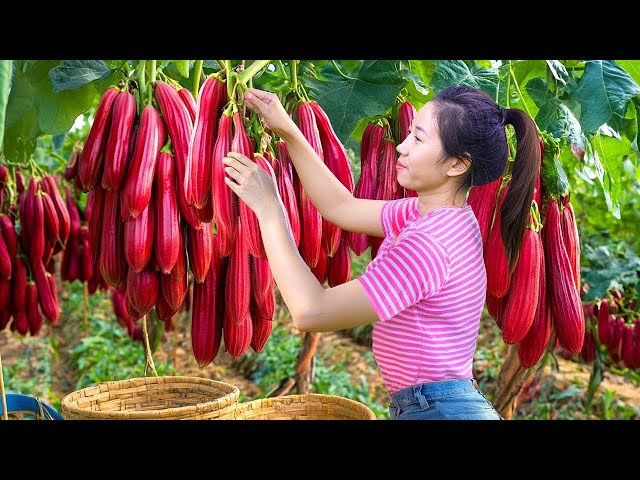 Harvesting Red DAU BAP Fruits, How To Cook DAU BAP Beef Go To Market Sell |Harvesting Farm Produce