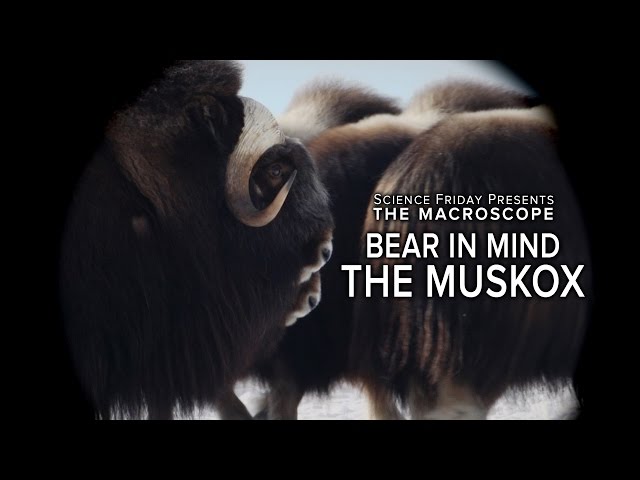 Inside the Mind of a Musk OX