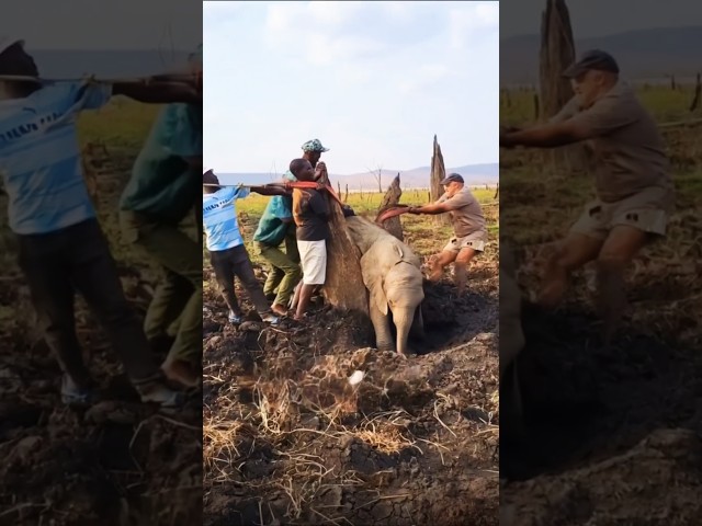 Heartwarming Baby Elephant Rescue | A Battle with Nature