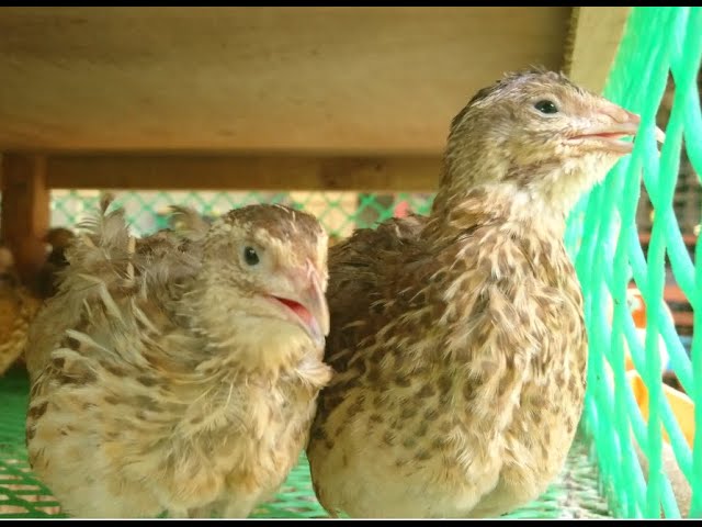 CAUGHT ON CAMERA: NEVER SEEN BEFORE//QUAIL BIRD LAYING EGG w/ subtitle