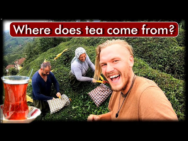 Day with Turkish Tea growers | Turkey Travel Vlog