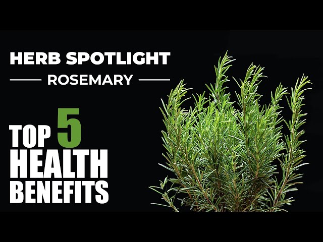 TOP 5 BENEFITS OF ROSEMARY - HERB SPOTLIGHT