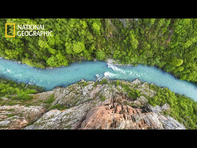 Wildlife: Living on the Edge - Tara Canyon | National Geographic Documentary 2025 HD