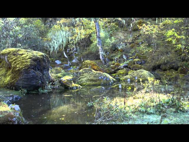 Easy Relaxation: Guided Visualization Meditation Forest & Waterfall 英语：易松弛导可视化