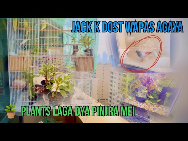 pinjra kitna acha lag raha hai 🪴 || jack k dost wapas agaya 🦜 ||