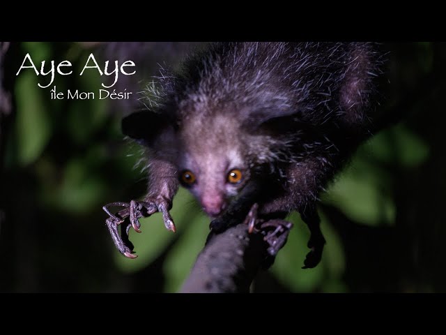 Aye Aye - île Mon Désir - Madagascar 4K HDR