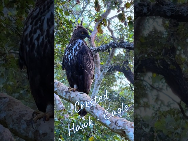 Crested Hawk- Eagle | Bandipur Tiger Safari #crestedhawkeagle #bandipurtigerreserve #tigersafari