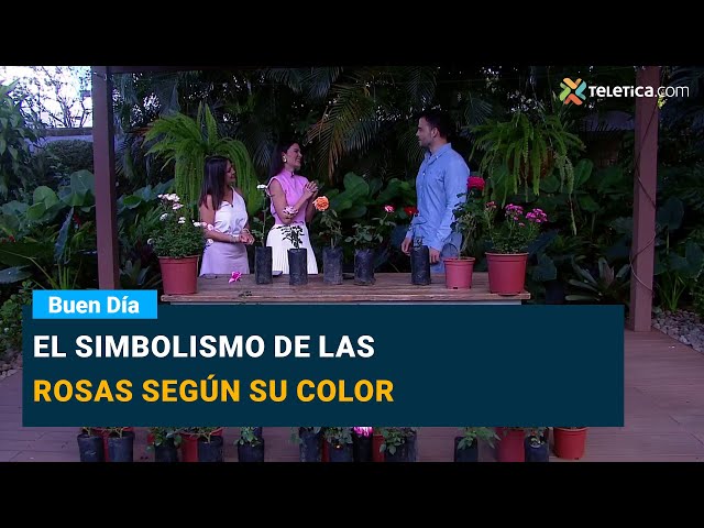 El simbolismo de las rosas según su color