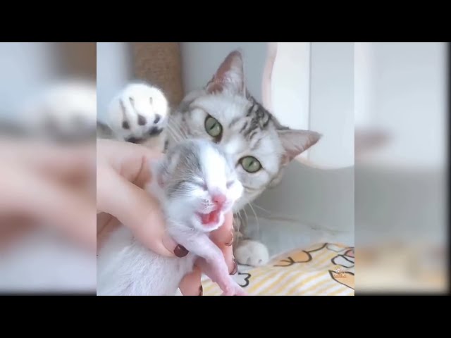 Hello Cute Kitty Funny Cats Videos😂😂