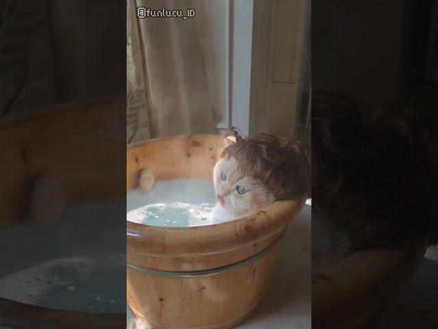 Funny Animal  🐶🐱 Bathtub Time This Cat Loves to Soak! #animallover #cat