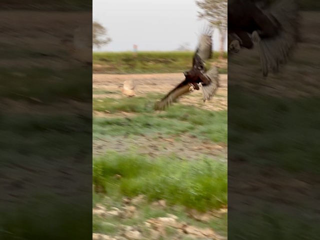 Amazing skill Eagle hunting #wildlife #birds #eagle #eaglefly #amazing #hunting #bigeagle