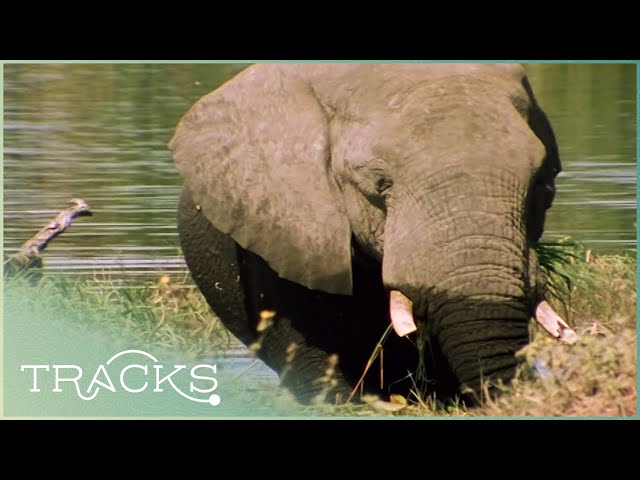 The Zambezi River: Mozambique's Force of Life | Full Documentary | TRACKS