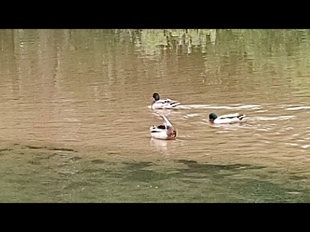 Colorado River Chickens