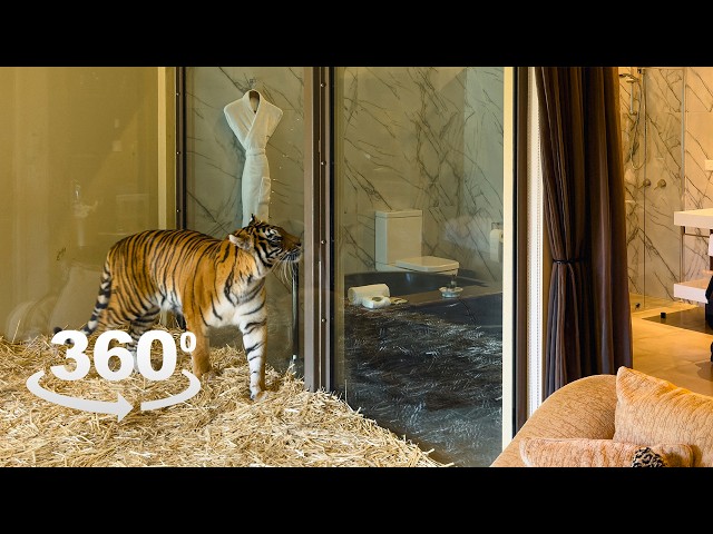 360 video - You can sleep with Tigers in this room