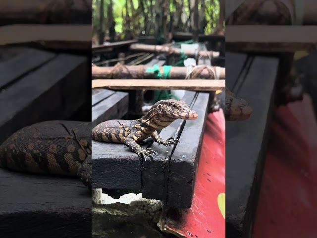 🐊River safari #bentota #nature #srilanka #love #shorts #viral #trending #russia #travel #short