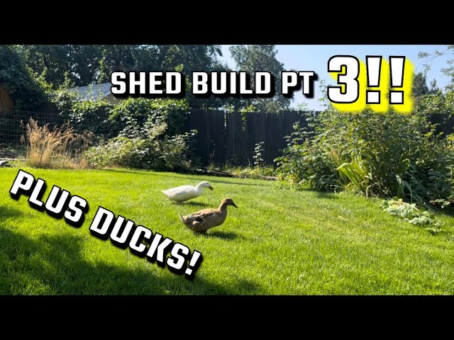 SHED BUILD PT 3!!