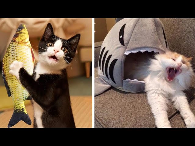 Funny Cats Compilation 2021 | Adorable And Funny Cats | Try Not To Laugh Funny Cats 🤣