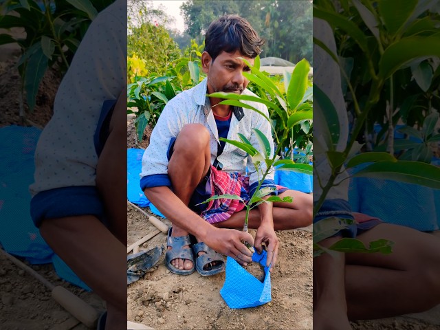 How to Transplant Grafted Mango Seedlings into Grow Bags #shorts