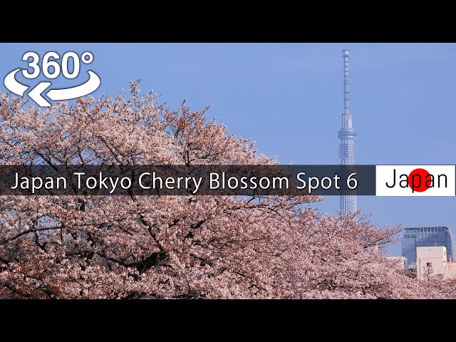 【360°video】Japan Tokyo Cherry Blossom Spot 6（sakura) 東京の桜名所6選　上野公園,千鳥ヶ淵,目黒川,呑川,神田川,隅田川【5K VR】