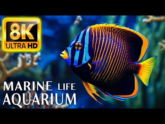 Marine Life Aquarium 8K ULTRA HD - Sea Animals for Relaxation, Beautiful Coral Reef Fish in Aquarium