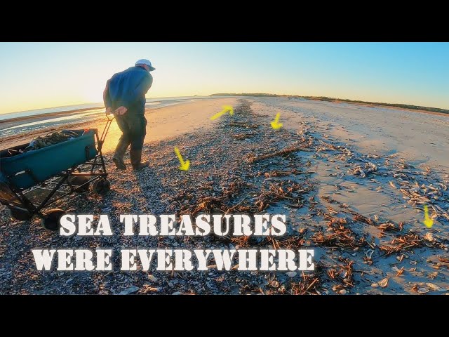 Sunset Beach Walk Collecting a Wagon Full of Shells & Other Beach Treasures